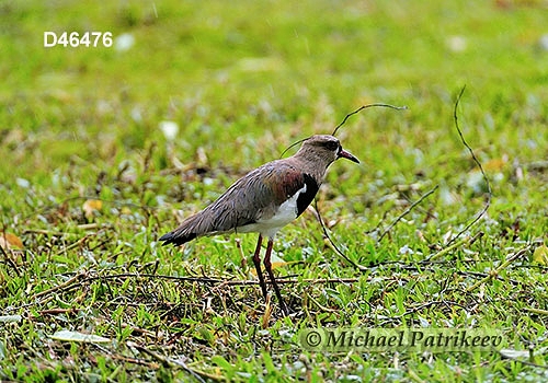 Southern Lapwing (Vanellus chilensis)